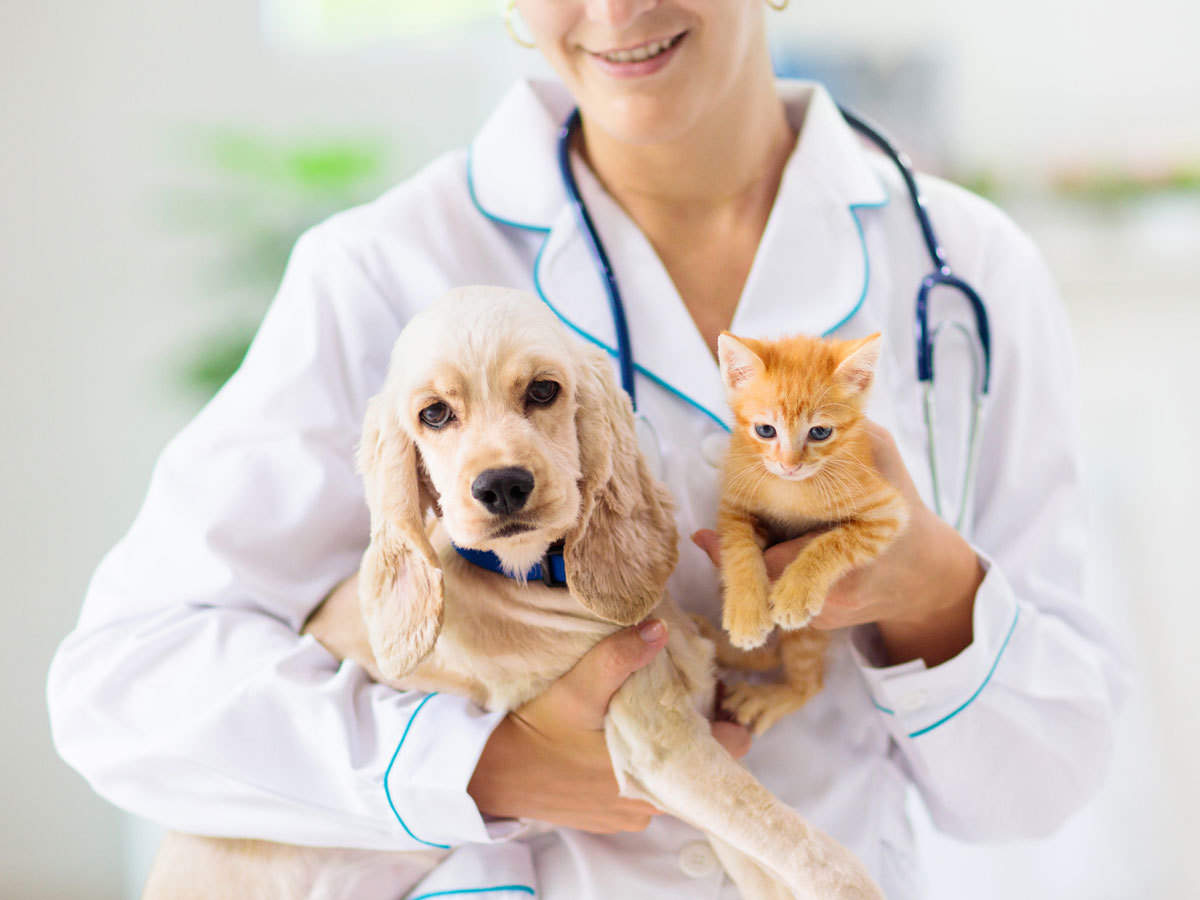 Things to Consider While Choosing the Right Pet Insurance