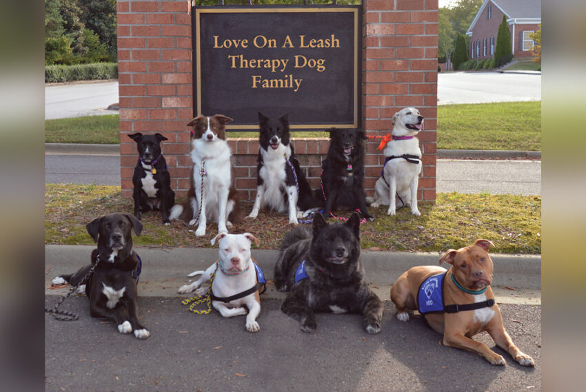 leash therapy for dogs