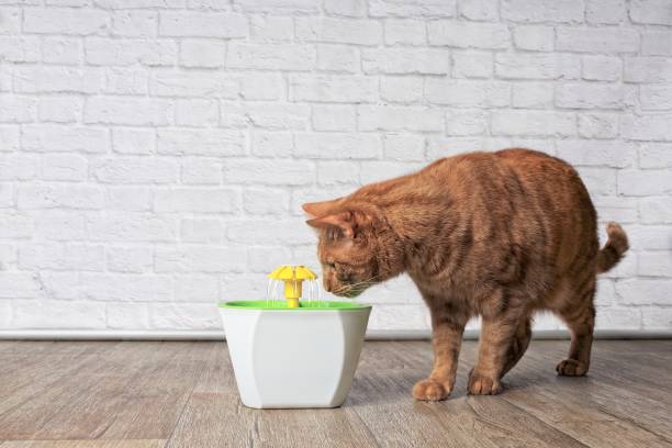 Flushing Cat Poop: Environmental Impact and Best Practices